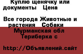 Куплю щенячку или документы › Цена ­ 3 000 - Все города Животные и растения » Собаки   . Мурманская обл.,Териберка с.